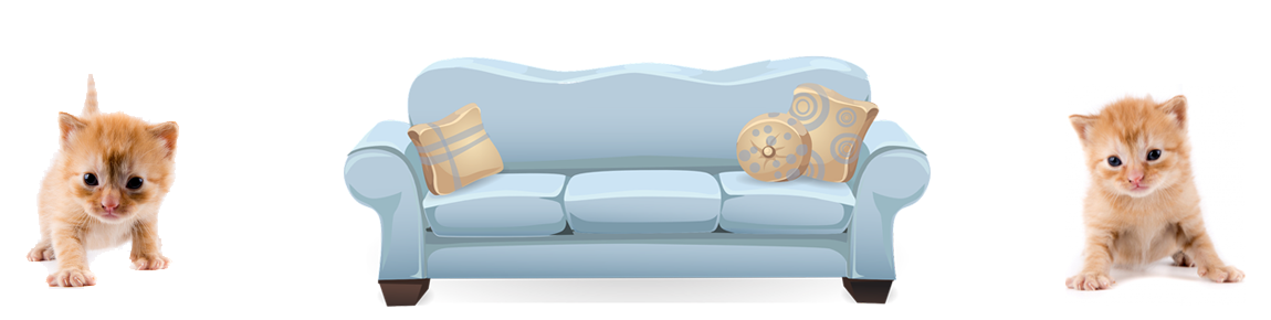Katzenurin auf Sofa entfernen mit BACTADOR